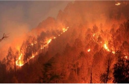 Cháy rừng tại Ấn Độ, ít nhất 27 người thương vong 